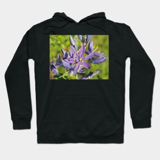 Beautiful violet common camas (Camassia quamash ssp. breviflora) flower Hoodie